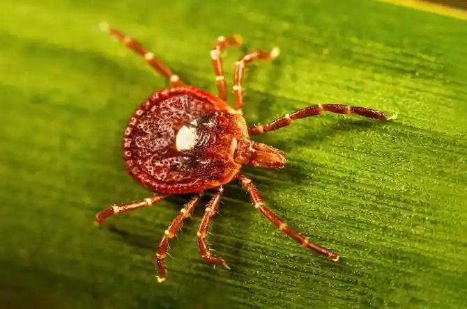 What to Know About Alpha-Gal Syndrome: The Life-Threatening Meat Allergy Triggered by Tick Bites3 What to Know About Alpha-Gal Syndrome: The Life-Threatening Meat Allergy Triggered by Tick Bites3