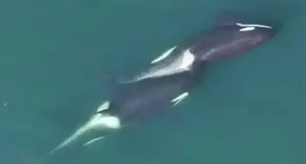Kelp and Craft: Orcas Show Surprising Signs of Tool Use in the Wild