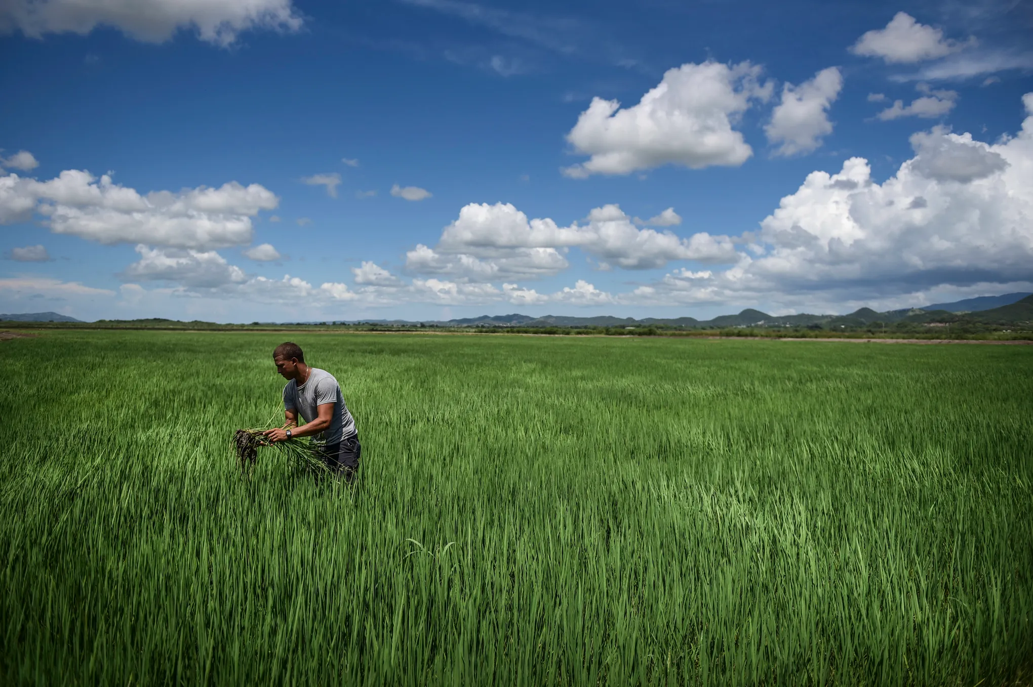 Puerto Rico Farmers Push for Agricultural Reforms to Strengthen Local Food Production Puerto Rico Farmers Push for Agricultural Reforms to Strengthen Local Food Production
